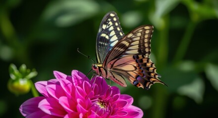 Obraz premium Closeup of a swallowtail butterfly resting on a bright pink dahlia flower with a soft, dark green bokeh background
