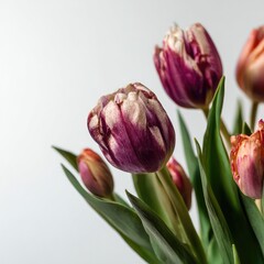 Fototapeta premium A vibrant bouquet of multicolored tulips with green leaves against a soft, light background