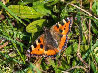Obraz premium A Small Tortoishell Butterfly on a Sunny Winters Day