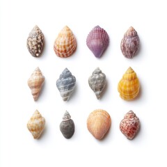 Assorted Colorful Seashells Isolated on White Background for Nature and Beach Decor
