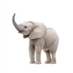 Cute Baby Elephant Standing with Raised Trunk in a White Background Ready for Wildlife and Nature Projects