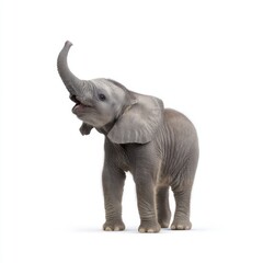 Cute Baby Elephant Raising Its Trunk with a Playful Expression in a White Background