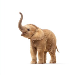Adorable baby elephant standing playfully with raised trunk in bright studio setting on white background