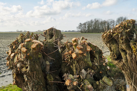 Multiple bare pruned pollard willows along the side of a ditch near Holwerd Friesland The Netherlands in early spring under a cloudy sky