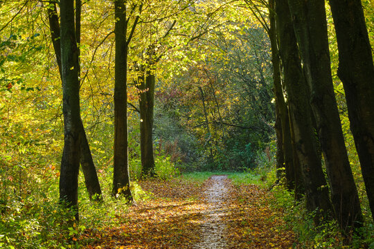 A lane with trees and beautiful yellow, orange and green autumn leaf colors in a forest near Holwerd in Friesland The Netherlands.