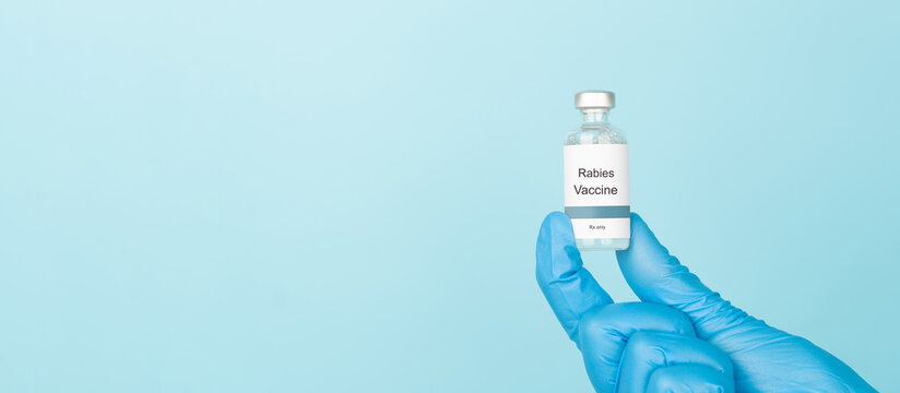 Doctor hand holding Rabies vaccine bottle on blue background. Vaccine used to prevent rabies virus infection.