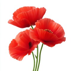 Vibrant Red Poppies in Full Bloom Against a Clean White Background