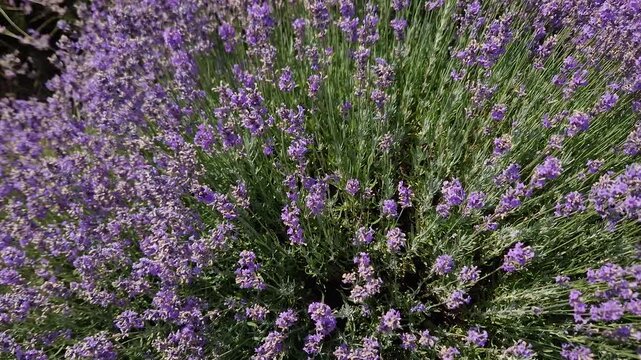 Bush of blooming lavender in sunny windy day, top view