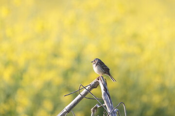 The chestnut-eared bunting (Emberiza fucata), also called grey-headed bunting or grey-hooded bunting, with the latter name also used for grey-necked bunting, is a passerine bird in the bunting family 