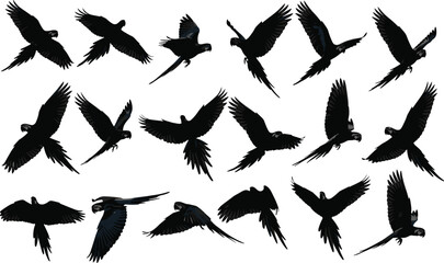 Set of flying parrot bird silhouettes in various flight poses and angles isolated on white background for wildlife and tropical design © Shoriful