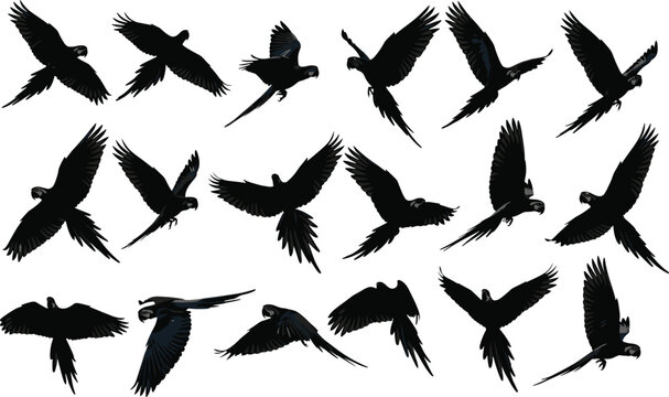 Set of flying parrot bird silhouettes in various flight poses and angles isolated on white background for wildlife and tropical design