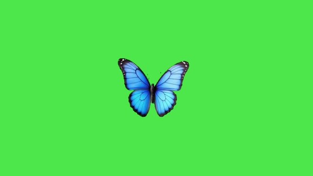 Blue butterfly flying green screen background video 4k