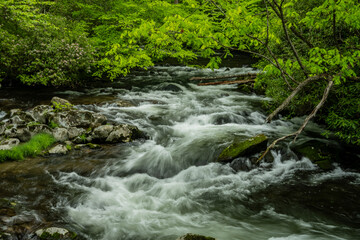 Rapids on Hazel Creek Rushing through the Smokies