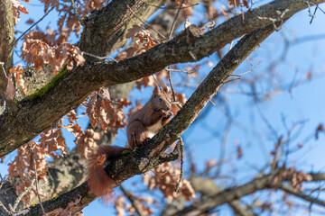 Red squirrel captured in a wider composition surrounded by branches and dry leaves. Natural outdoor scene showing wildlife behavior in a woodland environment.