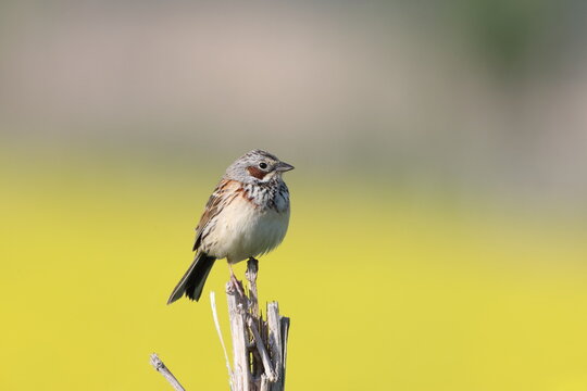 The chestnut-eared bunting (Emberiza fucata), also called grey-headed bunting or grey-hooded bunting, with the latter name also used for grey-necked bunting, is a passerine bird in the bunting family 