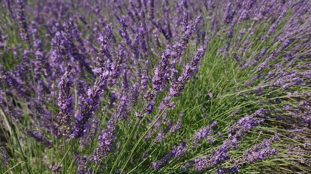 Stems of blooming lavender in sunny windy day, close-up