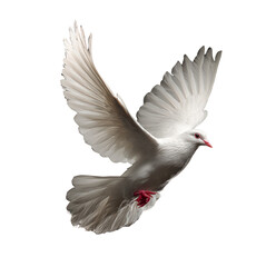 White Dove in Flight: A Symbol of Peace and Hope on Black