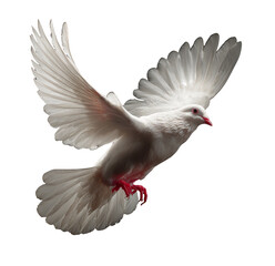 Soaring Freedom: White Dove in Flight