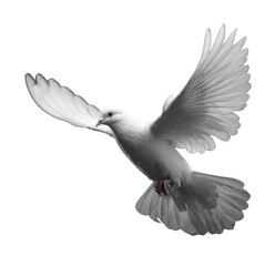 Dove of Peace: A White Bird Soaring Against the Darkness