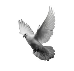 Elegance in Flight: White Dove Against Darkness