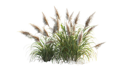 White Pampas Grass isolated on black background in a studio shot.