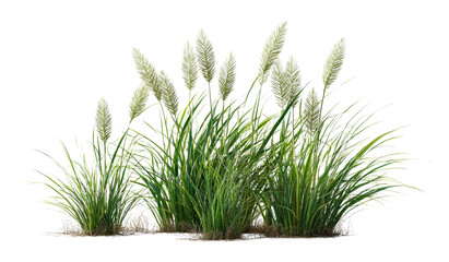 Elegant Pampas Grass Cluster on Black Backdrop