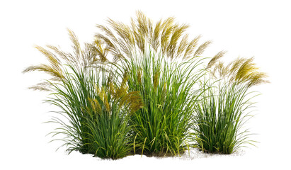 Ornamental Grass Plumes Isolated on Black Backdrop, Lush & Elegant