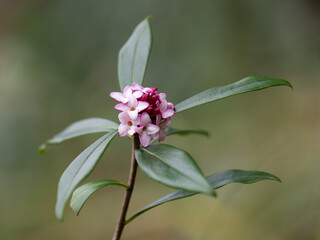 早春に咲く愛らしい沈丁花