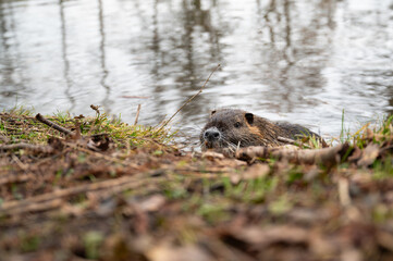 Nutria river rat, coypu herbivorous, semiaquatic rodent, Myocastoridae at water pond, wildlife animal, habitat wetland © Berit Kessler