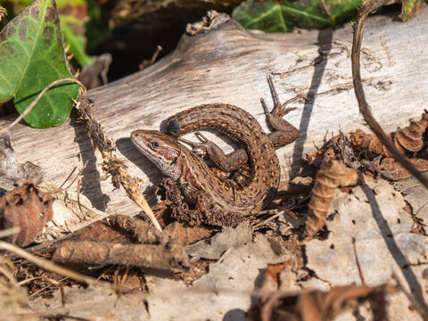 A Common Lizard Showing Tail Loss Sunbathing on a Sunny Winters Day