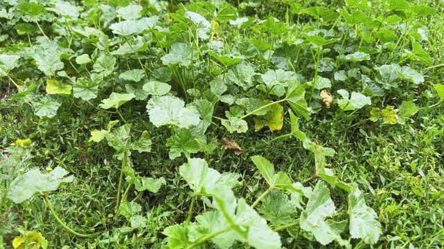 Wet leaves and stems of the dwarf mallow during rain