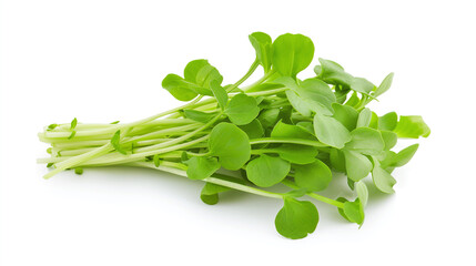 Fresh green radish microgreens sprouts isolated on white background