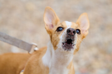 Close up of a dog barking