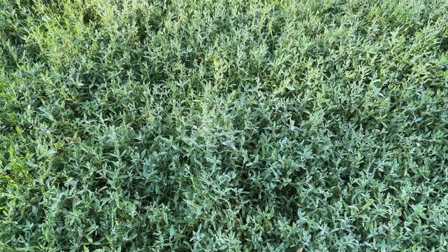 Knotgrass covered with morning dew on meadow, top view