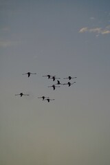 Obraz premium Flamants roses en vol dans le ciel Flamingos flying in the sky
