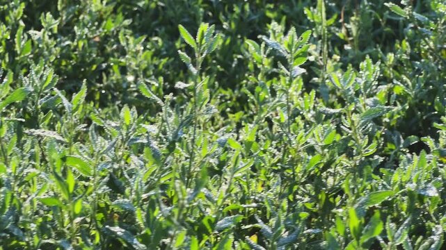 Knotgrass stems and leaves covered with morning dew, bottom view