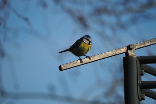 M&eacute;sanges pos&eacute;es sur une structure m&eacute;tallique 
Tits perched on a metal structure