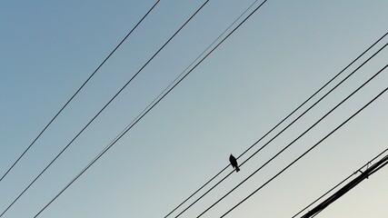 silhouette of a single bird perched on power lines against a clear blue sky