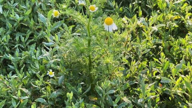 Blooming wild chamomile among knotgrass on meadow with morning dew