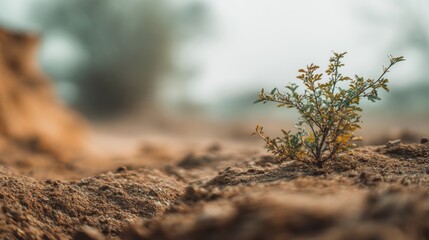 Close-up of small tree in dirt with soft blur background