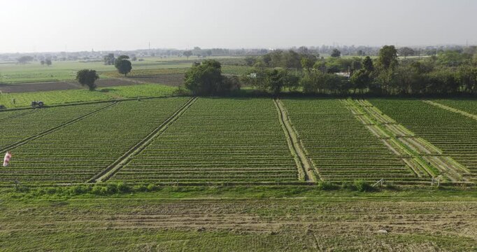 Aerial view of agriculture farm in rural village, fresh and shine farmland in haryana