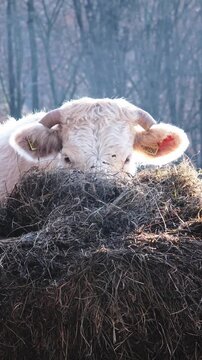 White cow feeding from hay bale in cold winter morning, vertical shot