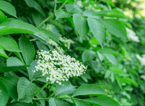 White elderberry flowers (Sambucus nigra) blooming amidst lush green leaves in a natural outdoor setting on a sunny day.
