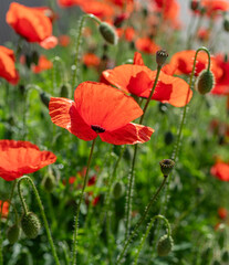 Vibrant red poppies flower in sharp focus, set against a blurred natural green field. This close-up shot captures the delicate petals and intricate dark center of the common poppy