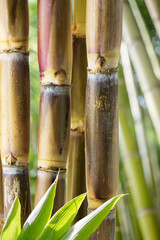 Fototapeta premium Fresh sugar cane stalks on a nature background. Natural sweetener and agricultural product concept.