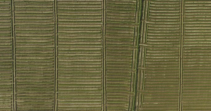 Drone view of ridge planting method used to grow vegetable in farm