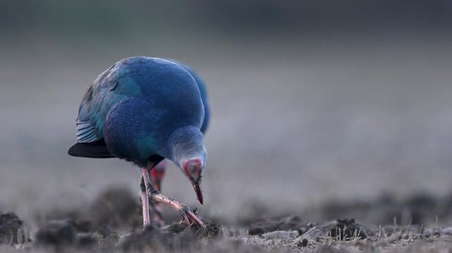 This footage provides an unparalleled look at the physical tools the Grey-headed Swamphen uses to survive in the marsh.