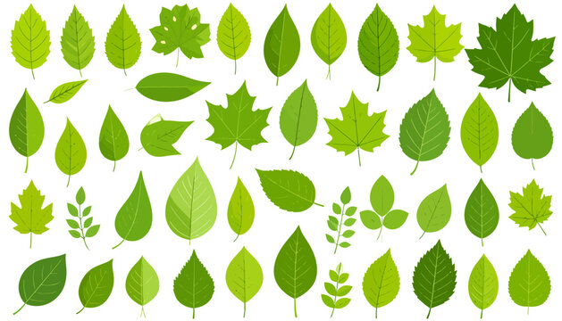 Collection of Various Green Leaves Shapes.