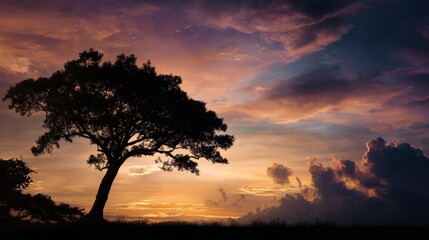 Fototapeta premium Giant tree silhouetted against a sunset sky