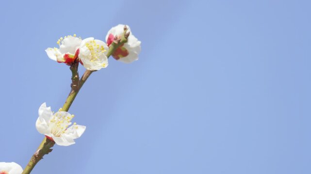White Plum Blossoms Against Blue Sky, Spring Flower Close-Up